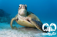 گونه لاکپشت سبز Green Sea Turtle